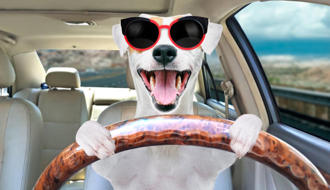 viajar com pet carro