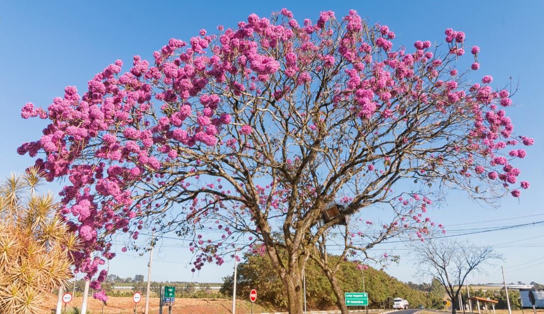 Destinos primavera Brasil