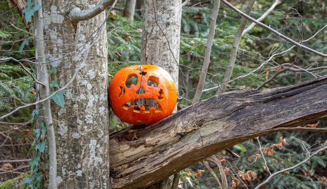Abóbora de Halloween esculpida apoiada em um galho no meio da floresta